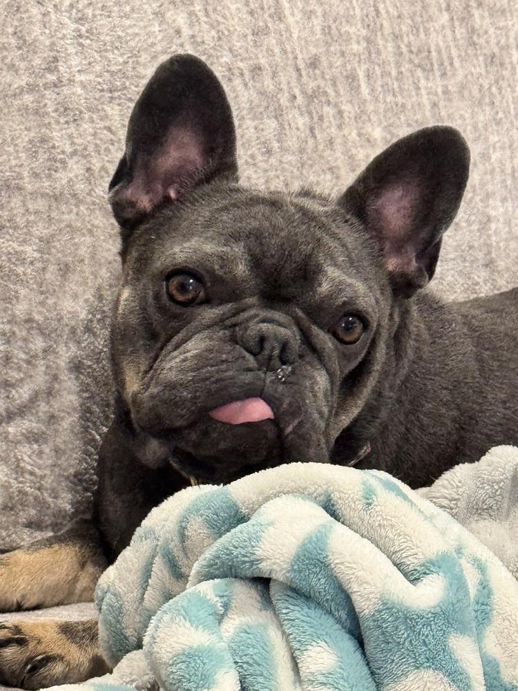Christina Kline KY4846, Adoptable, Adult Female French Bulldog.