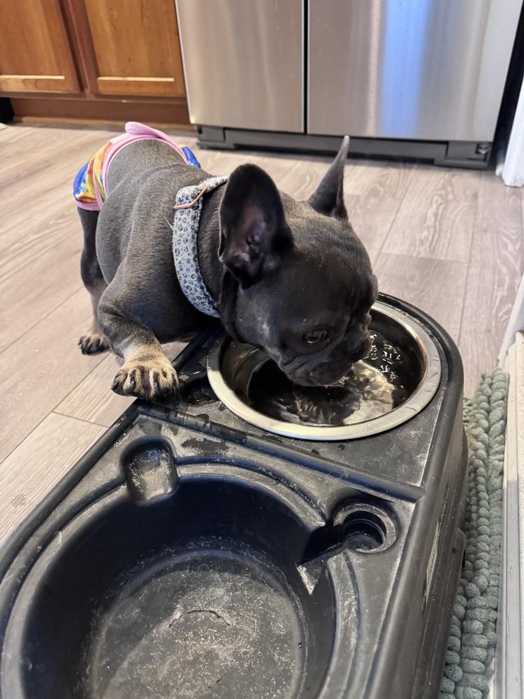 Enlarge Christina Kline KY4846, a Adoptable French Bulldog in Maryville, TN image 2/4