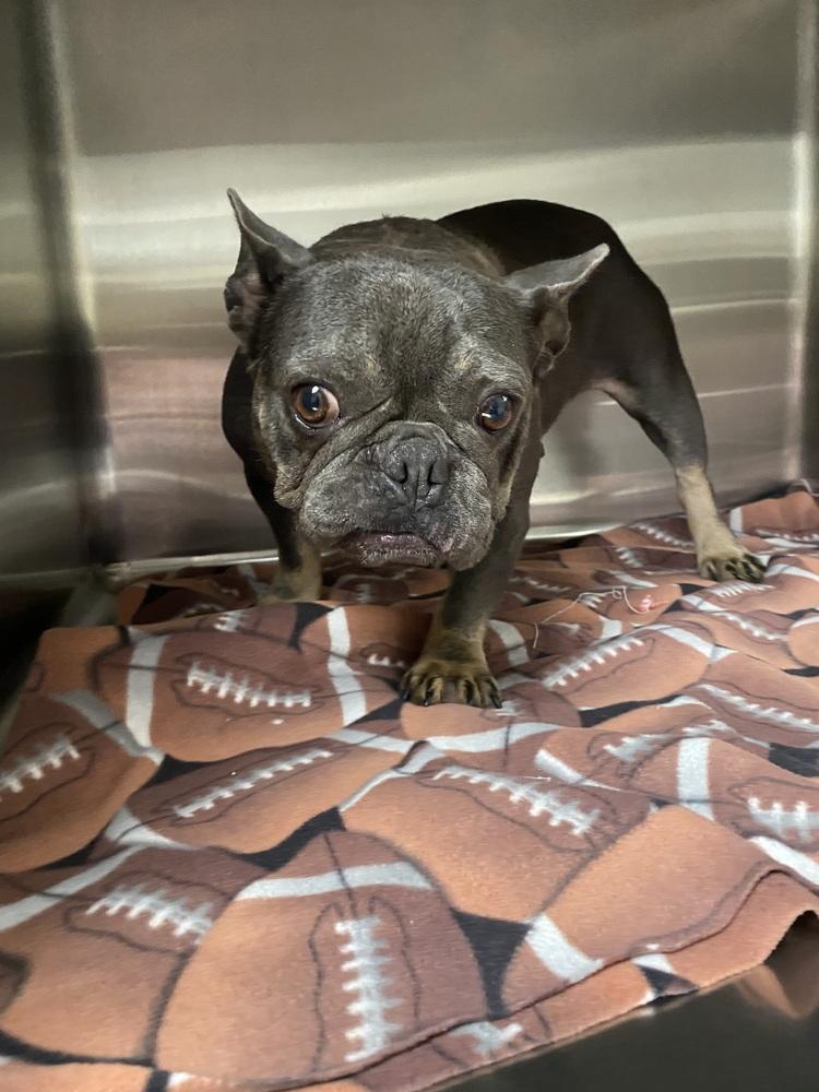 Christina Kline KY4846, a Adoptable French Bulldog in Maryville, TN image 2/2