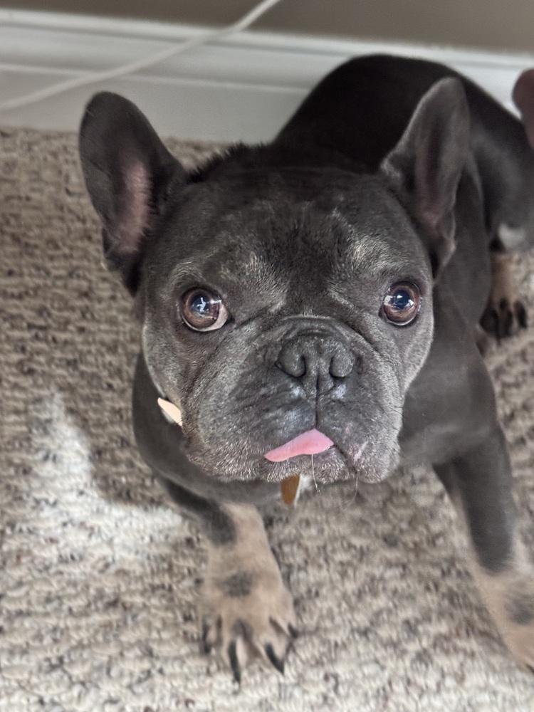 Enlarge Christina Kline KY4846, a Adoptable French Bulldog in Maryville, TN image 4/4