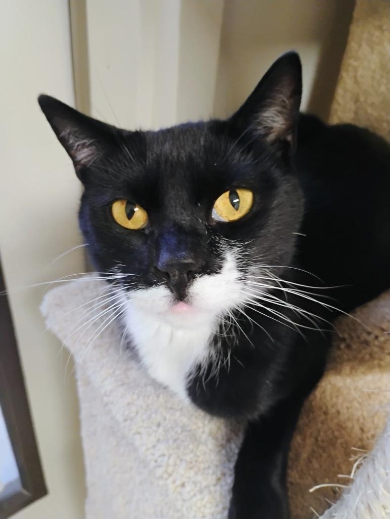 Kringle, Adoptable, Adult Male Domestic Short Hair.