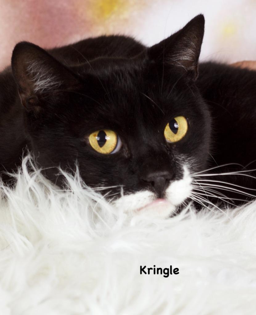 Enlarge Kringle, a Adoptable mixed breed in Gilbert, AZ image 1/1