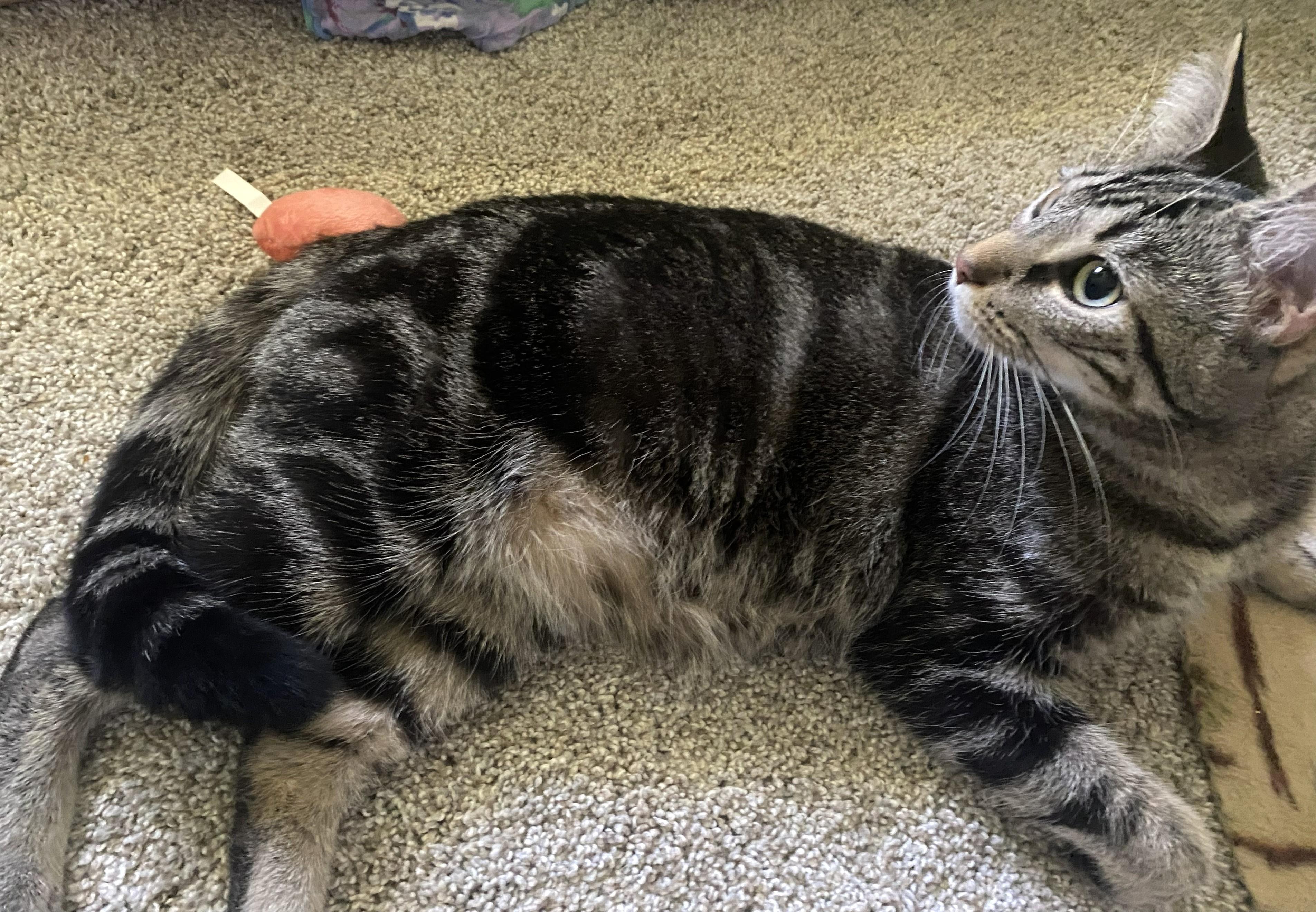 Enlarge River, a ADOPTABLE Tabby in New Albany, OH image 2/6