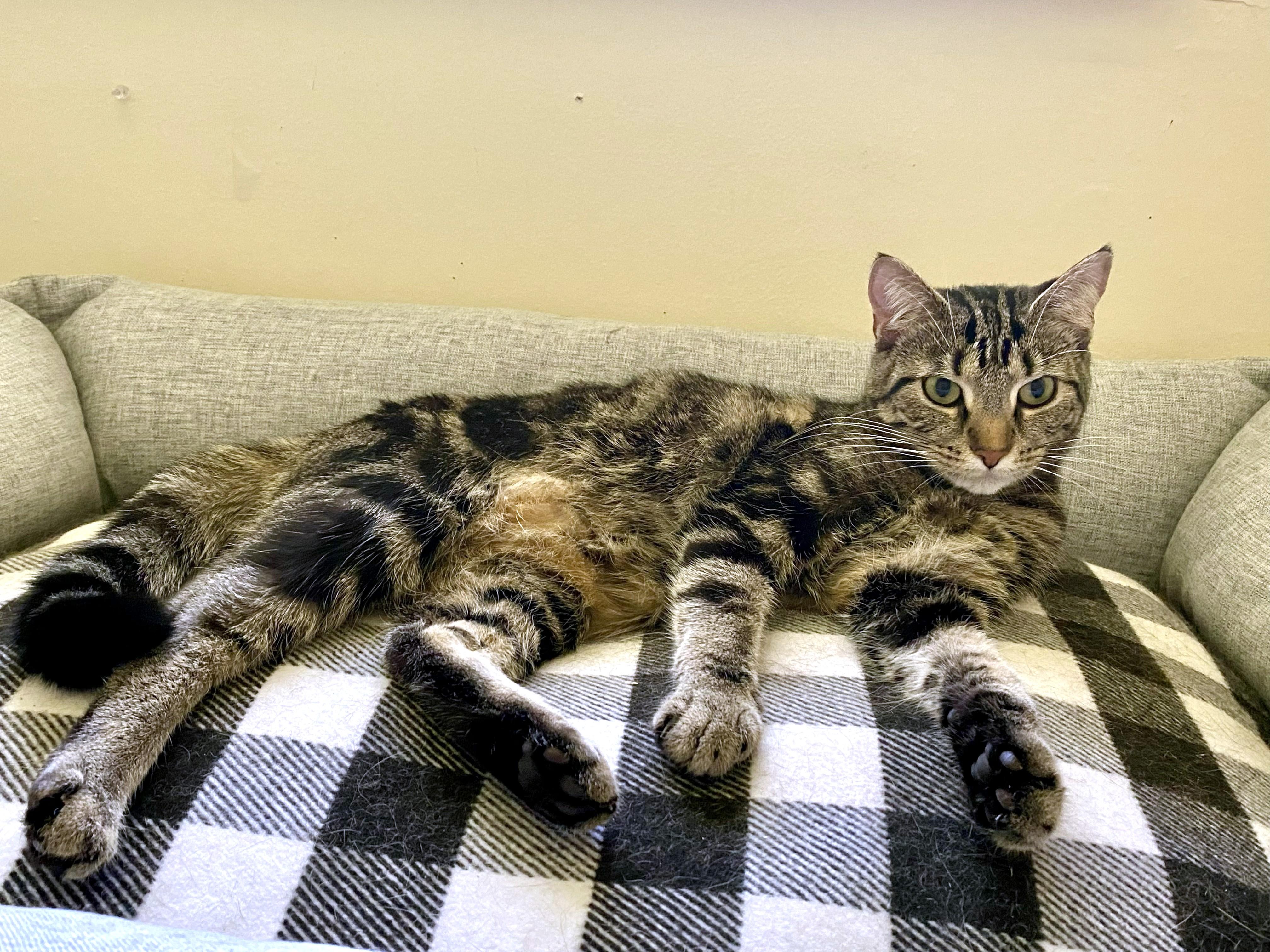 Enlarge River, a ADOPTABLE Tabby in New Albany, OH image 3/6