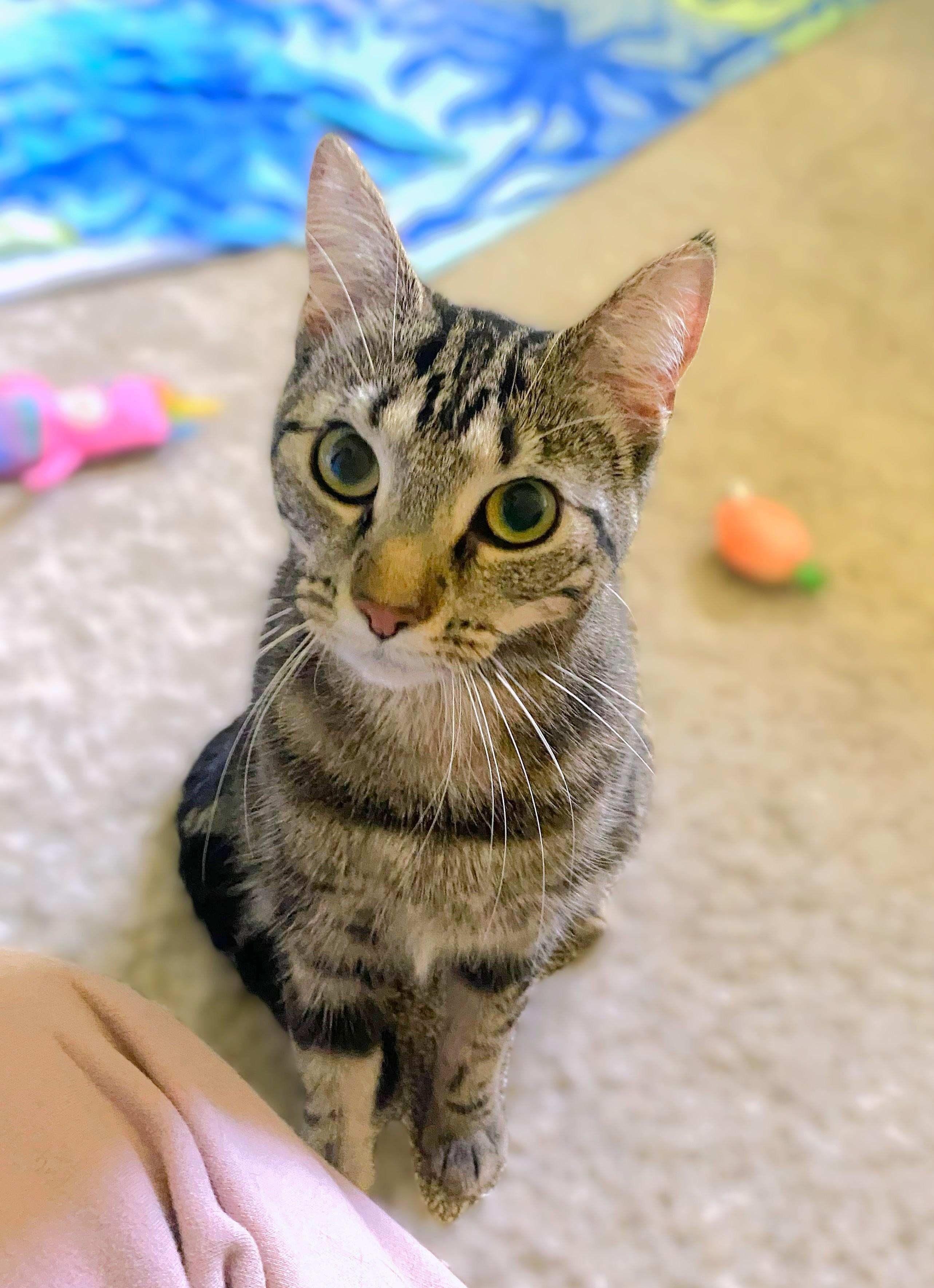 Enlarge River, a ADOPTABLE Tabby in New Albany, OH image 1/6