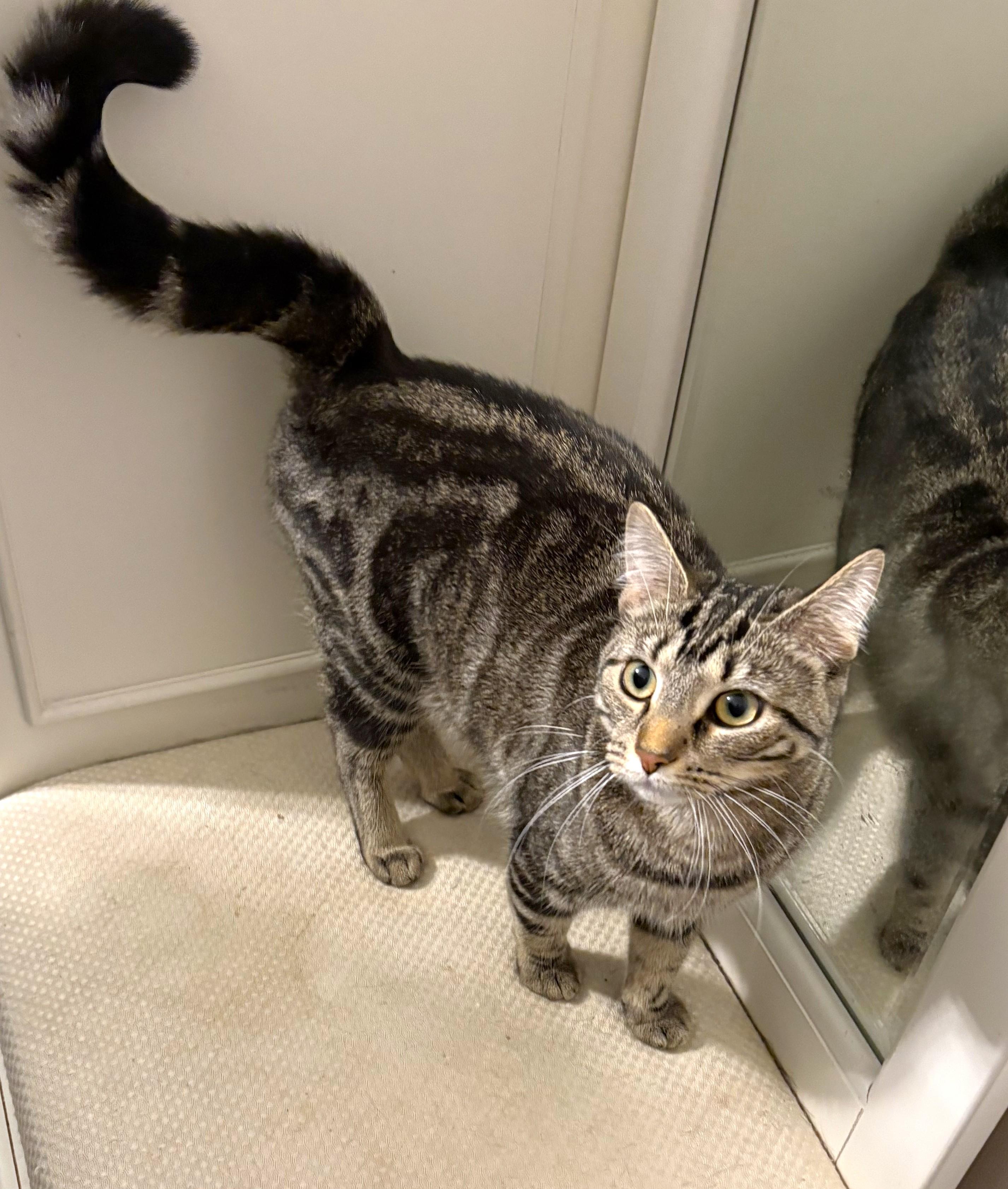 Enlarge River, a ADOPTABLE Tabby in New Albany, OH image 5/6