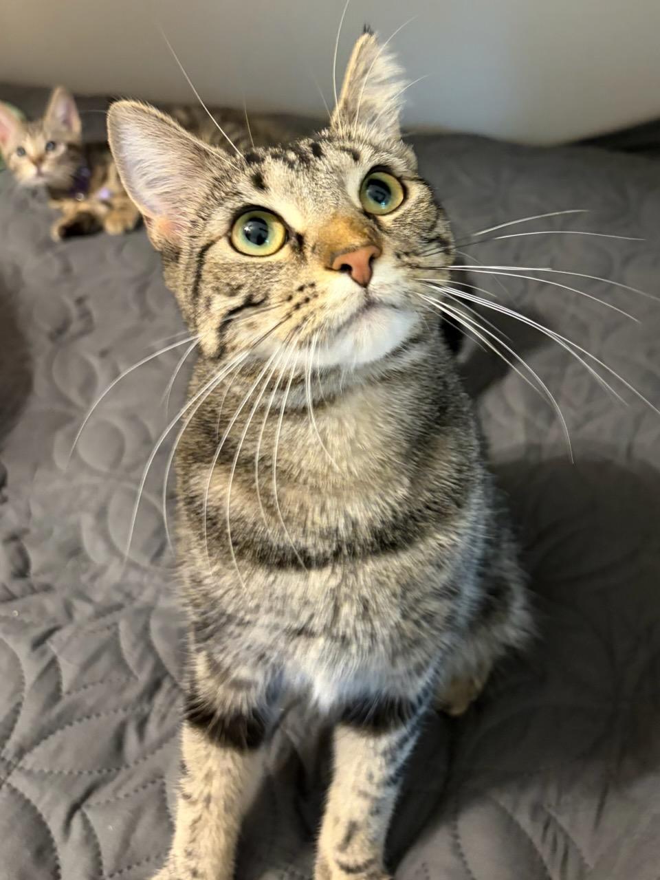 Enlarge River, a ADOPTABLE Tabby in New Albany, OH image 4/6