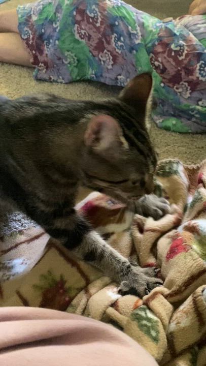 Enlarge River, a ADOPTABLE Tabby in New Albany, OH video 6/6
