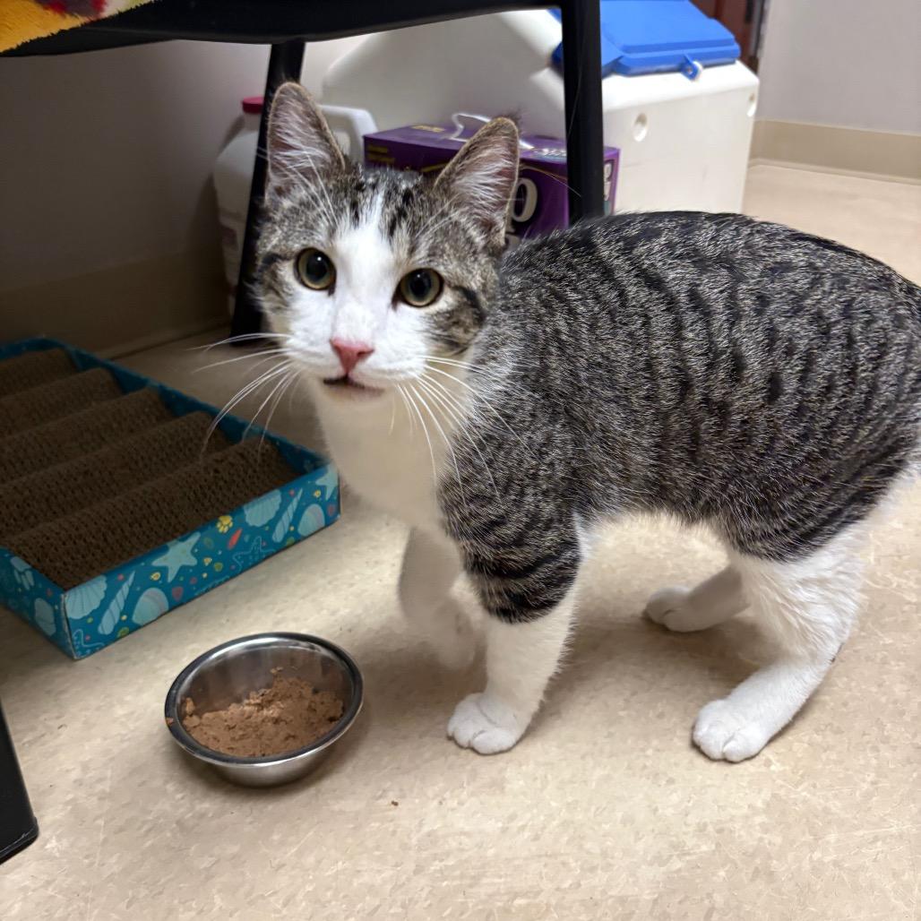 Schlotzsky, Adoptable, Young Male Domestic Short Hair.