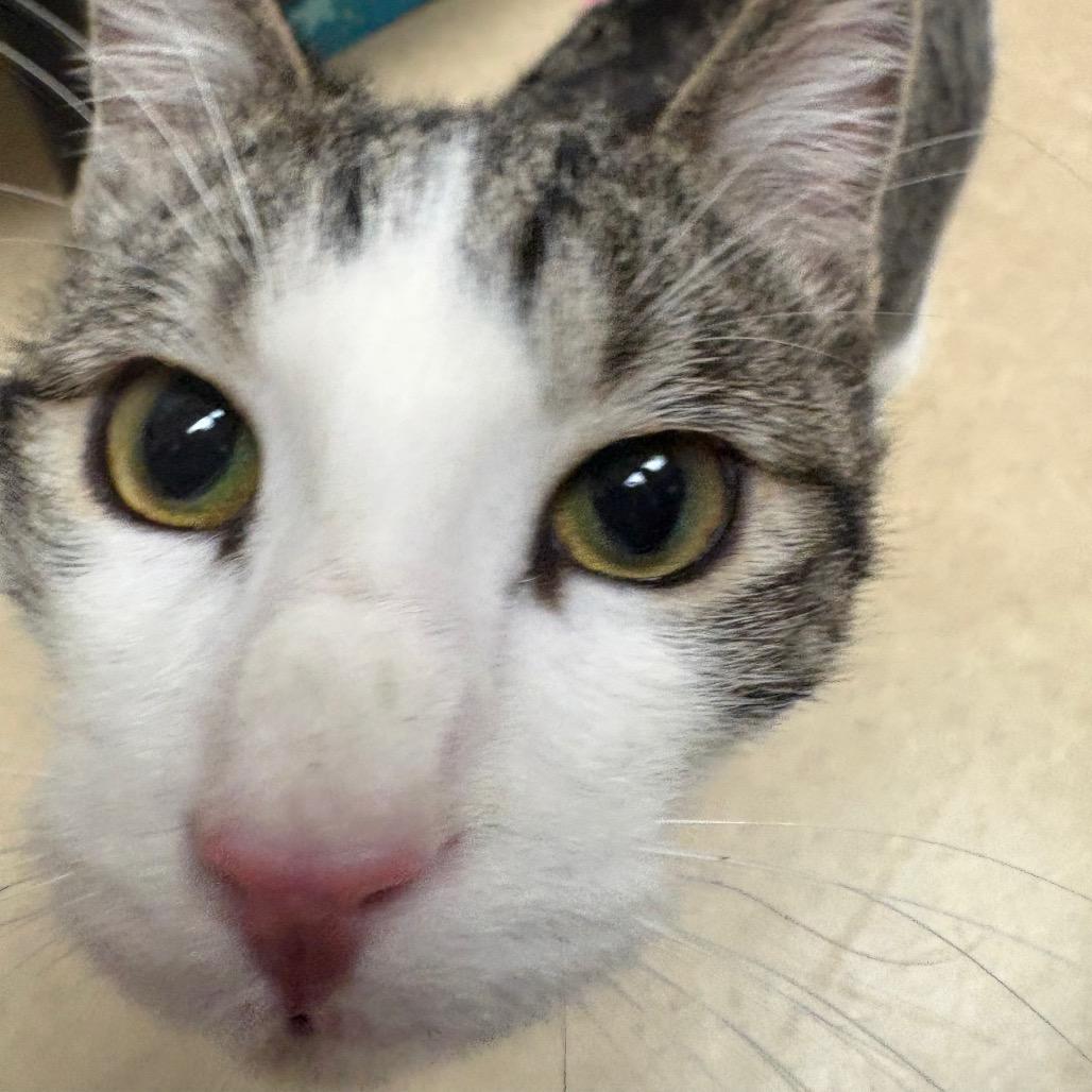 Enlarge Schlotzsky, a Adoptable mixed breed in Fort Collins, CO image 3/5