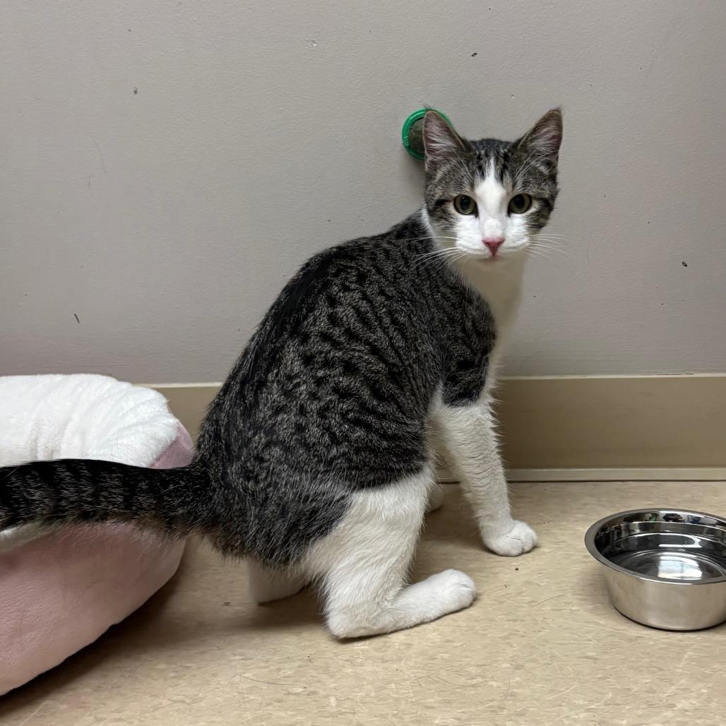 Enlarge Schlotzsky, a Adoptable mixed breed in Fort Collins, CO image 4/5