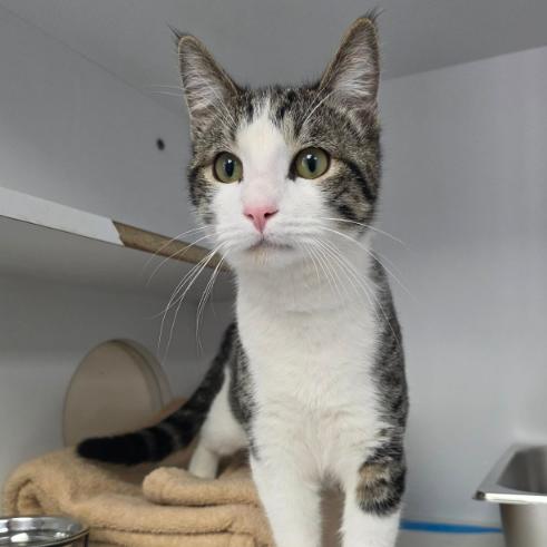 Enlarge Schlotzsky, a Adoptable mixed breed in Fort Collins, CO image 5/5