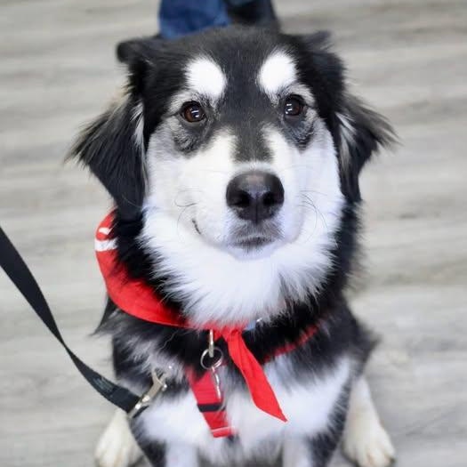 Wendell, a Adoptable mixed breed image 2/5