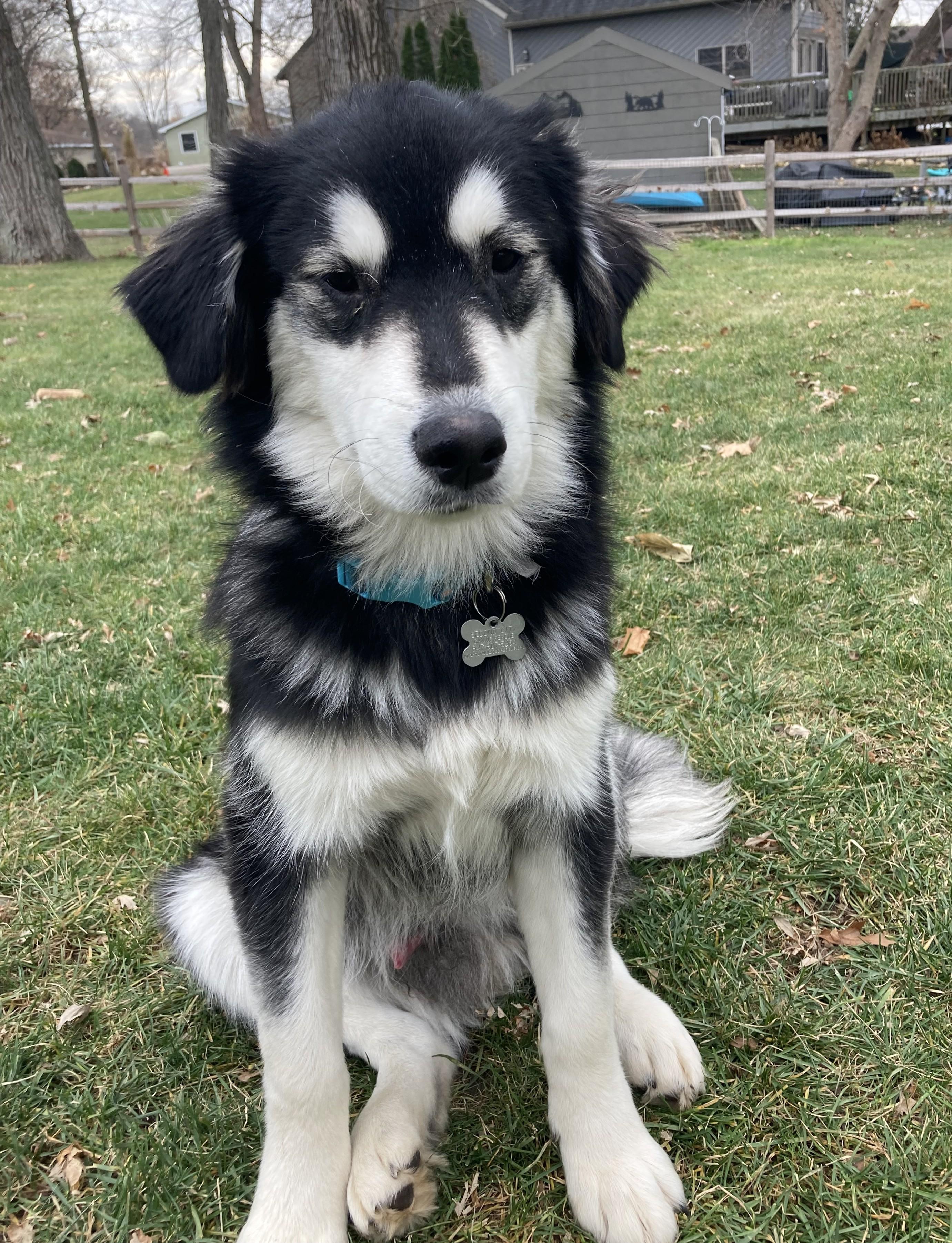 Wendell, a Adoptable mixed breed image 3/5