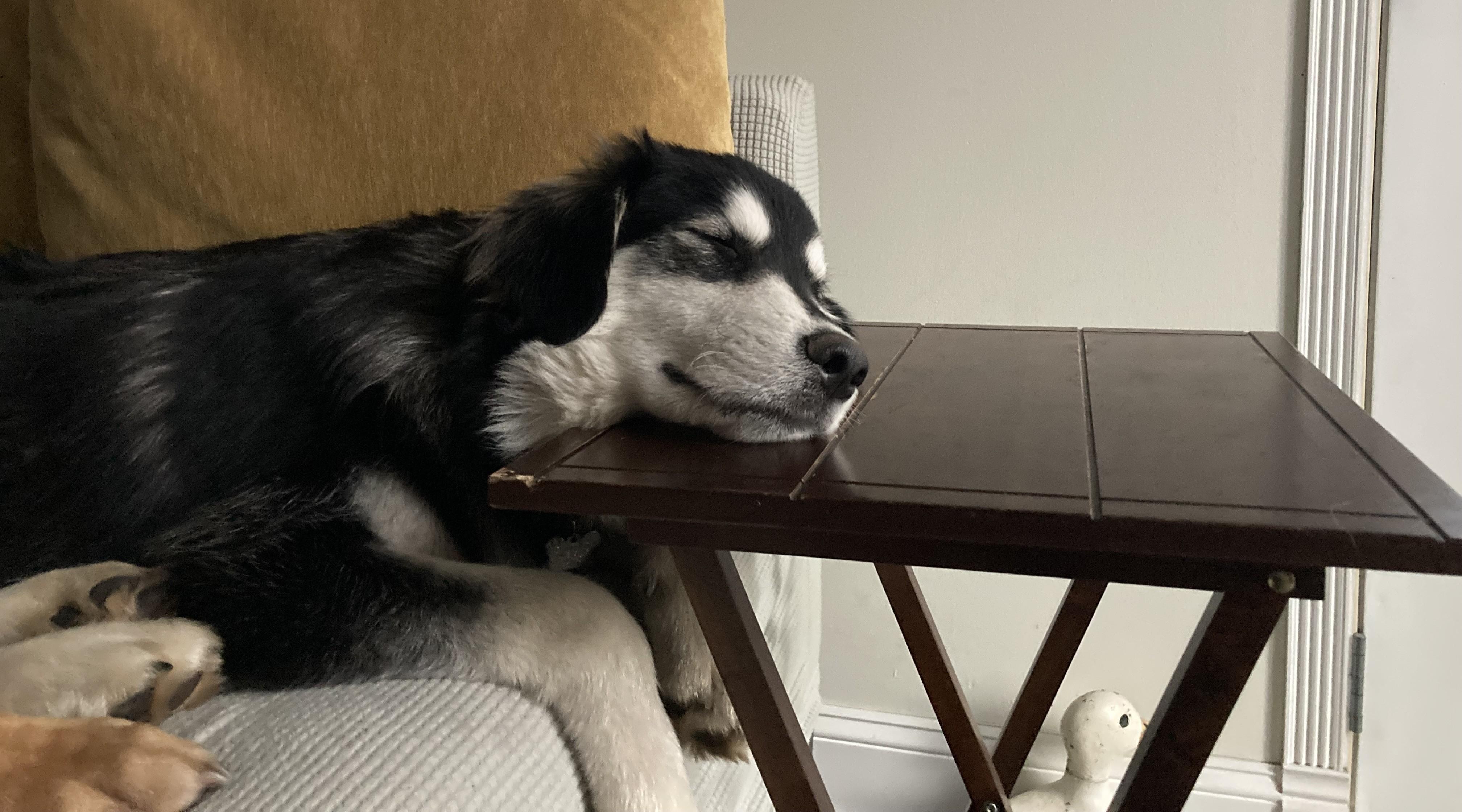 Wendell, a Adoptable mixed breed image 4/5