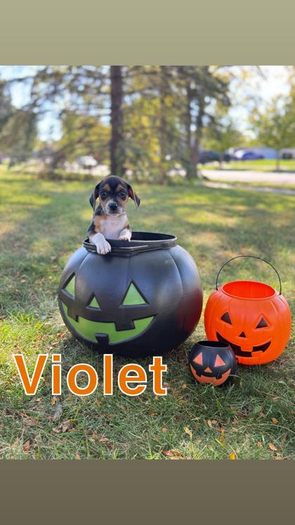 Violet