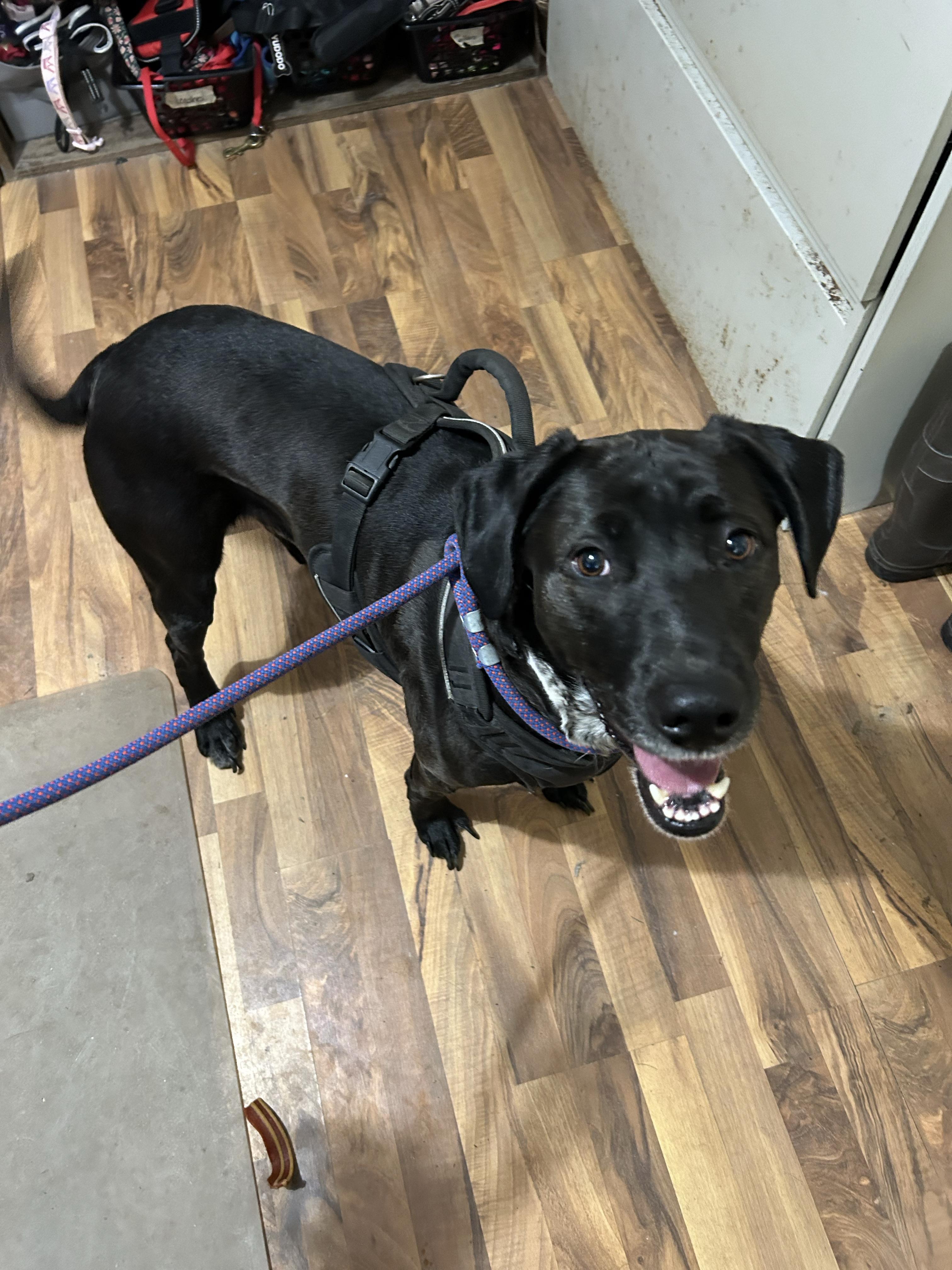 Buddy, ADOPTABLE, Adult Male Labrador Retriever.