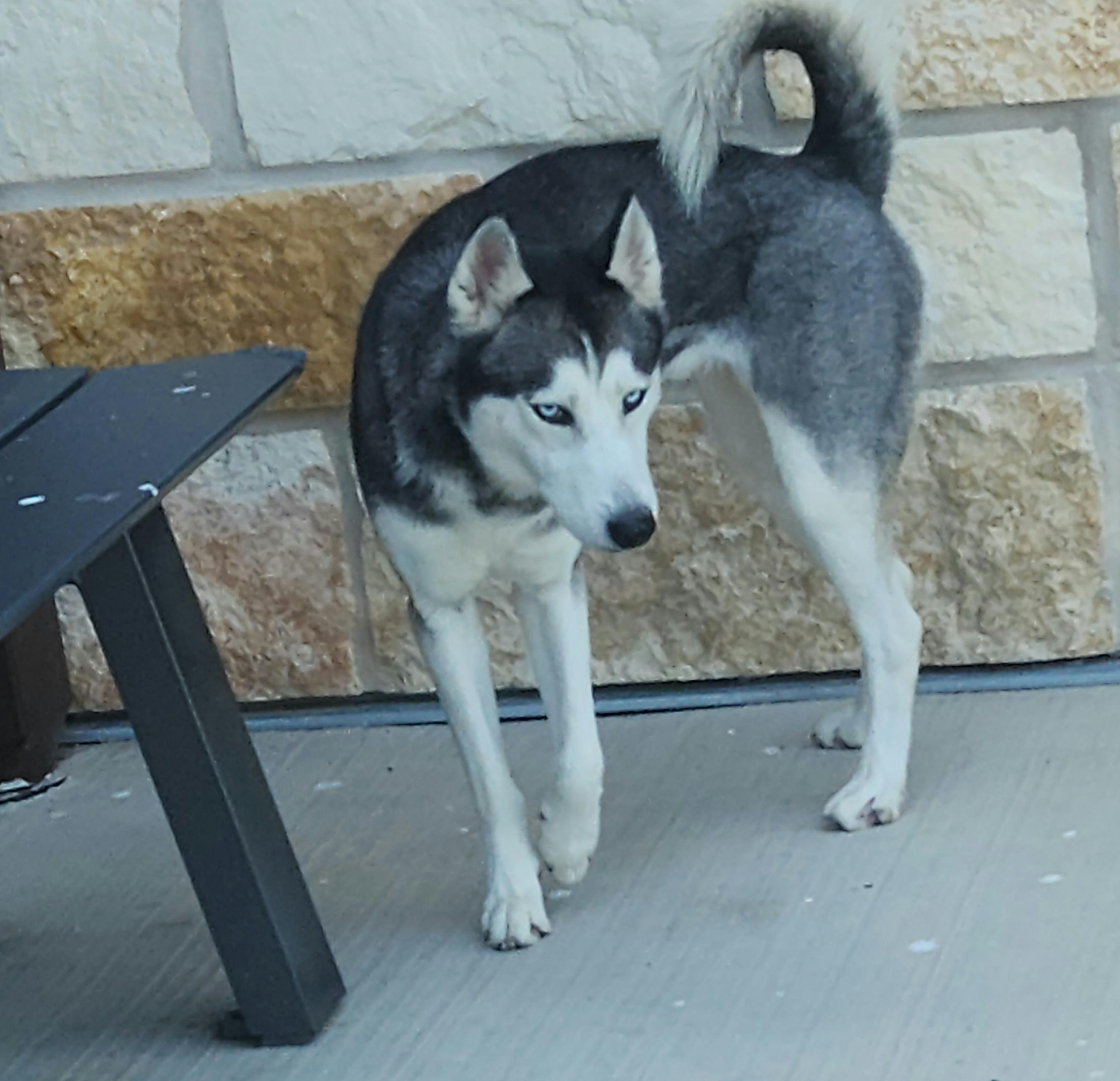 Arya, Adoptable, Young Female Husky.
