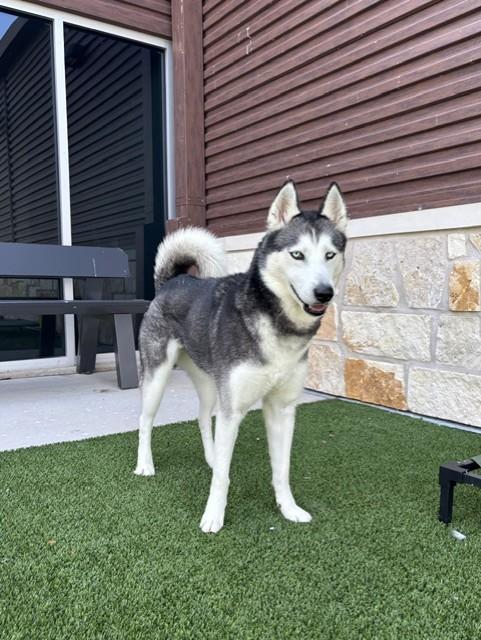 Arya, a Adoptable Husky in Sachse, TX image 1/2