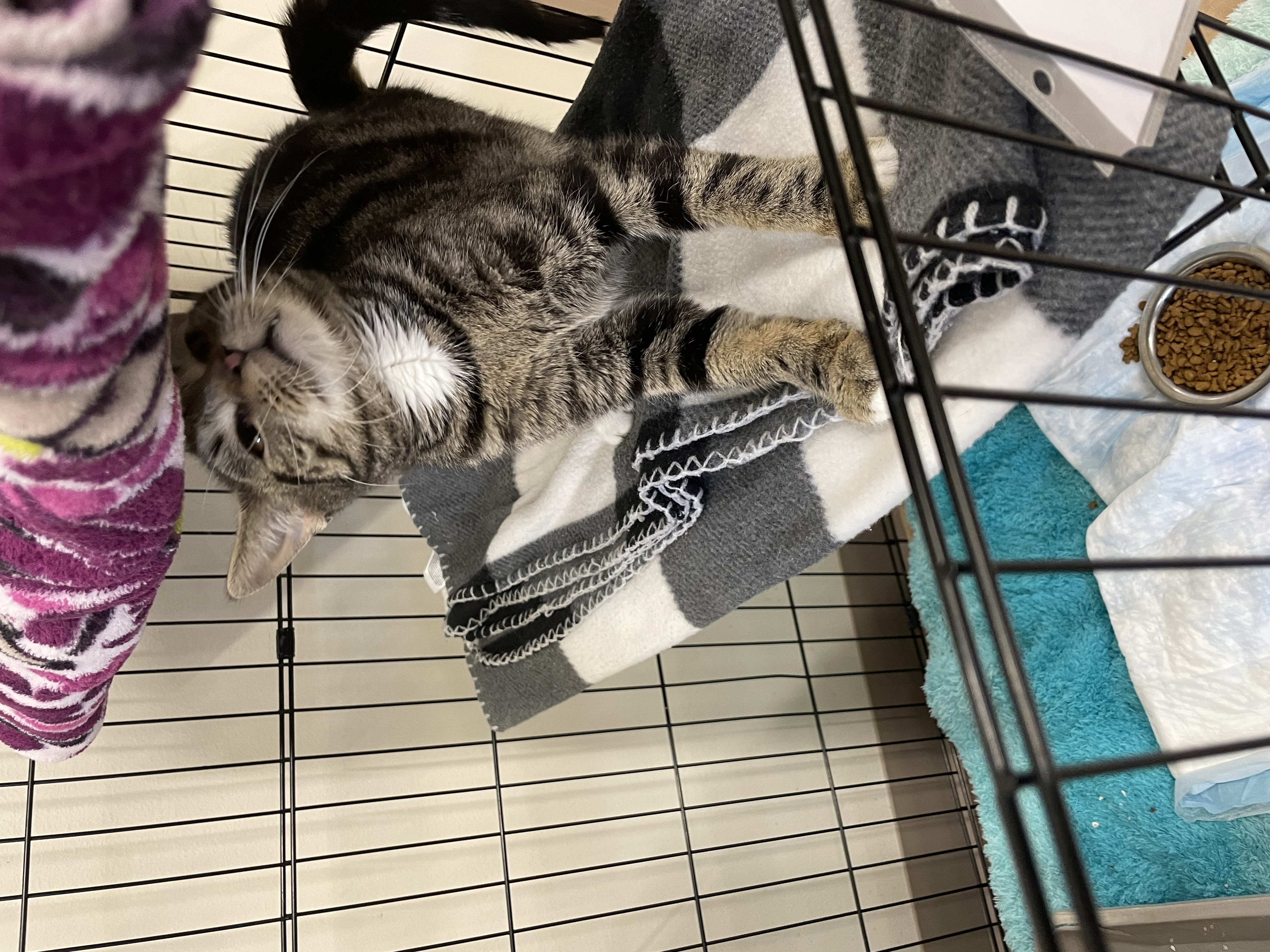 Enlarge Tommy, a Adoptable Domestic Short Hair in Washington, PA image 1/1