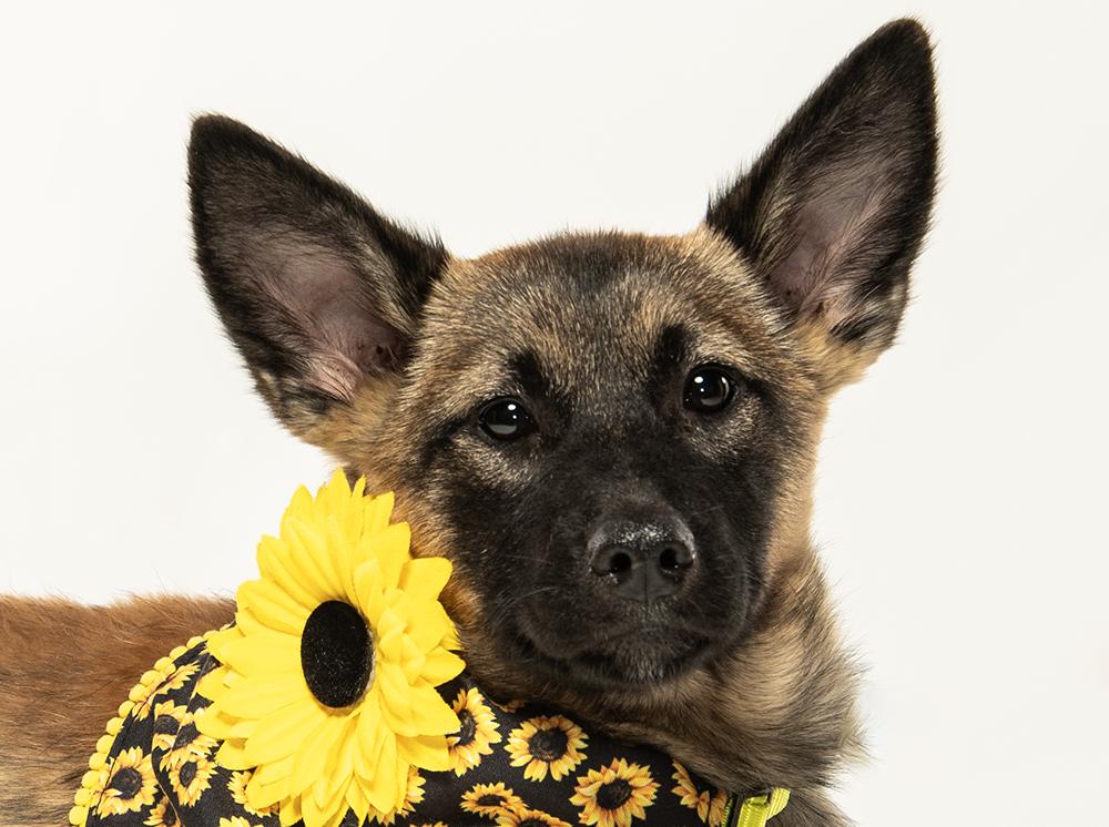 Cammie, adopted, Puppy Female German Shepherd Dog & Husky.