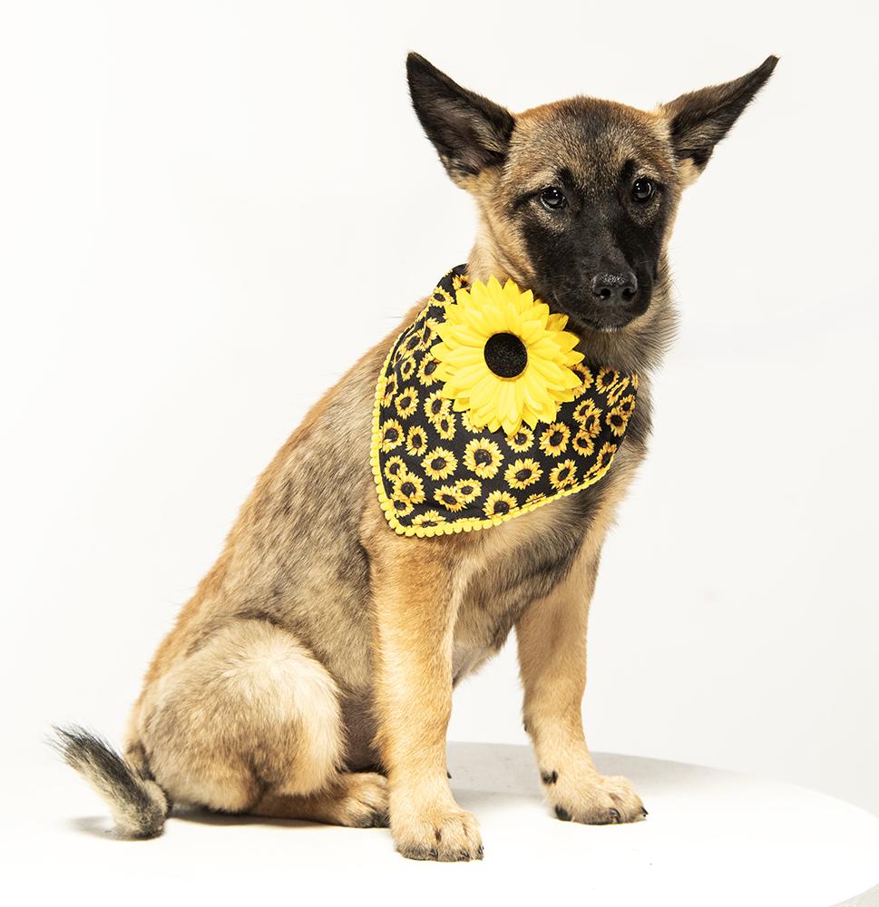Enlarge Cammie, an adopted mixed breed in Allentown, PA image 2/5