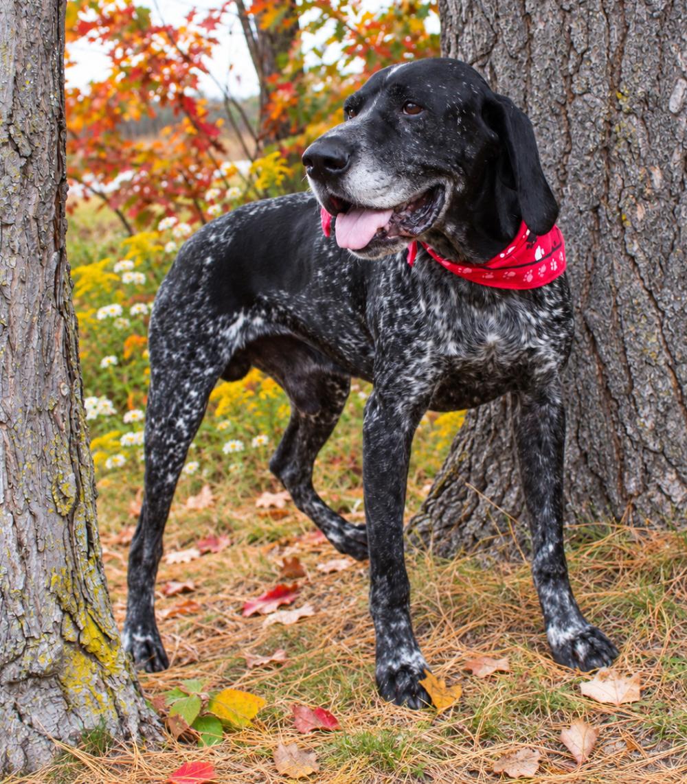 Enlarge Percy, a Adoptable mixed breed in Cheboygan, MI image 5/6