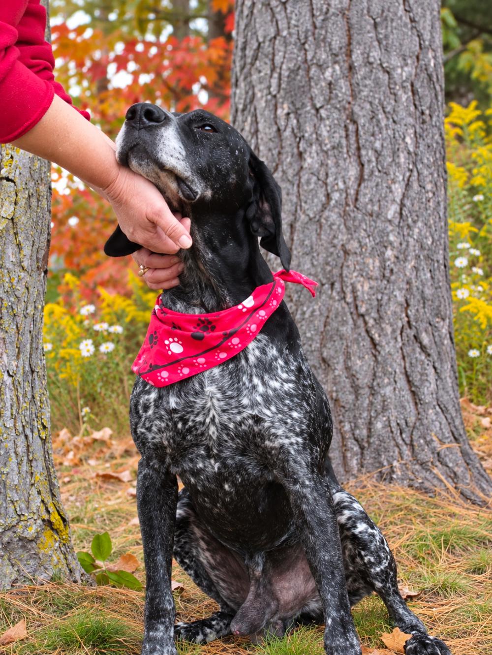 Enlarge Percy, a Adoptable mixed breed in Cheboygan, MI image 4/6