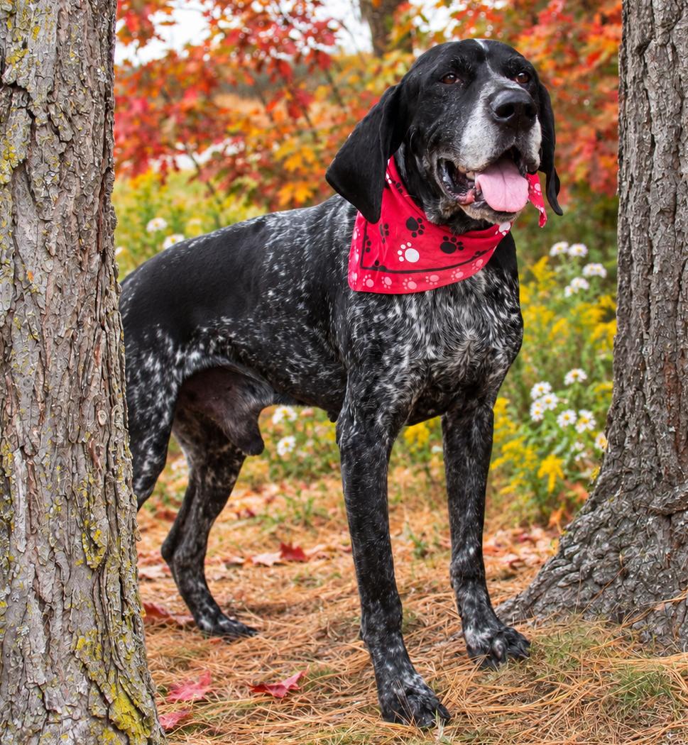Percy, Adoptable, Adult Male Hound.