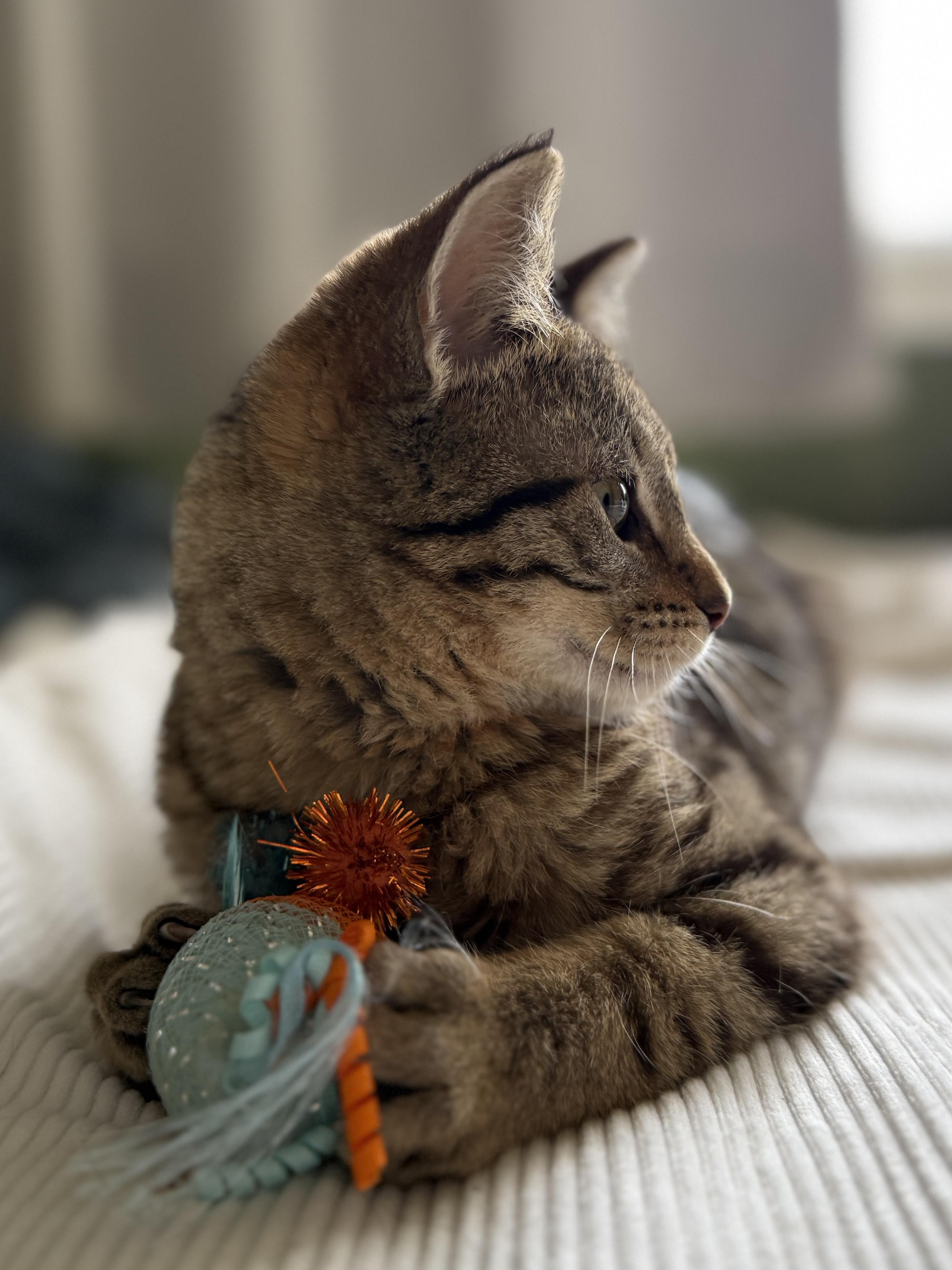 Enlarge Elmer, a ADOPTABLE Domestic Short Hair in Wautoma, WI image 5/5