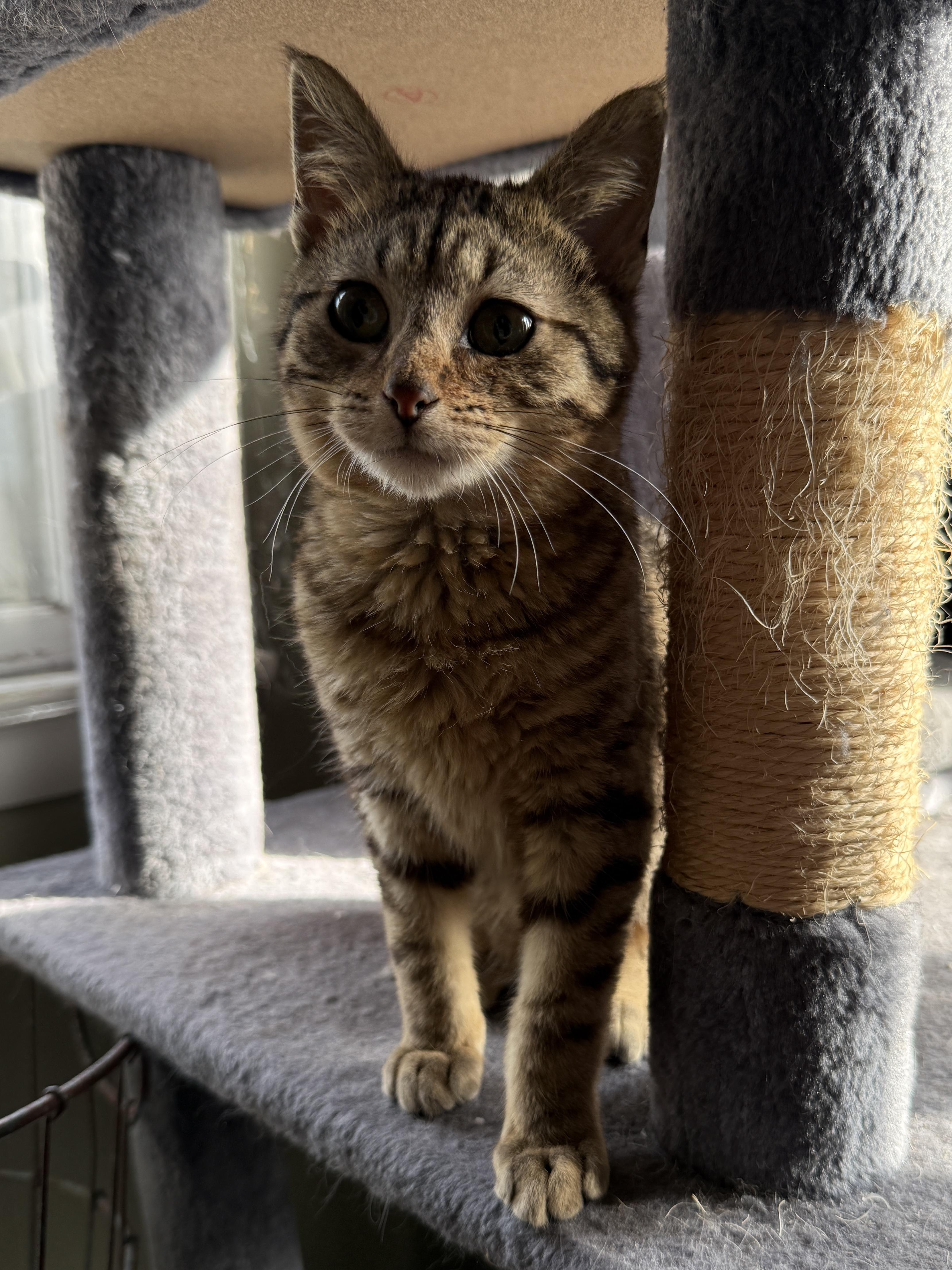 Enlarge Elmer, a ADOPTABLE Domestic Short Hair in Wautoma, WI image 4/5