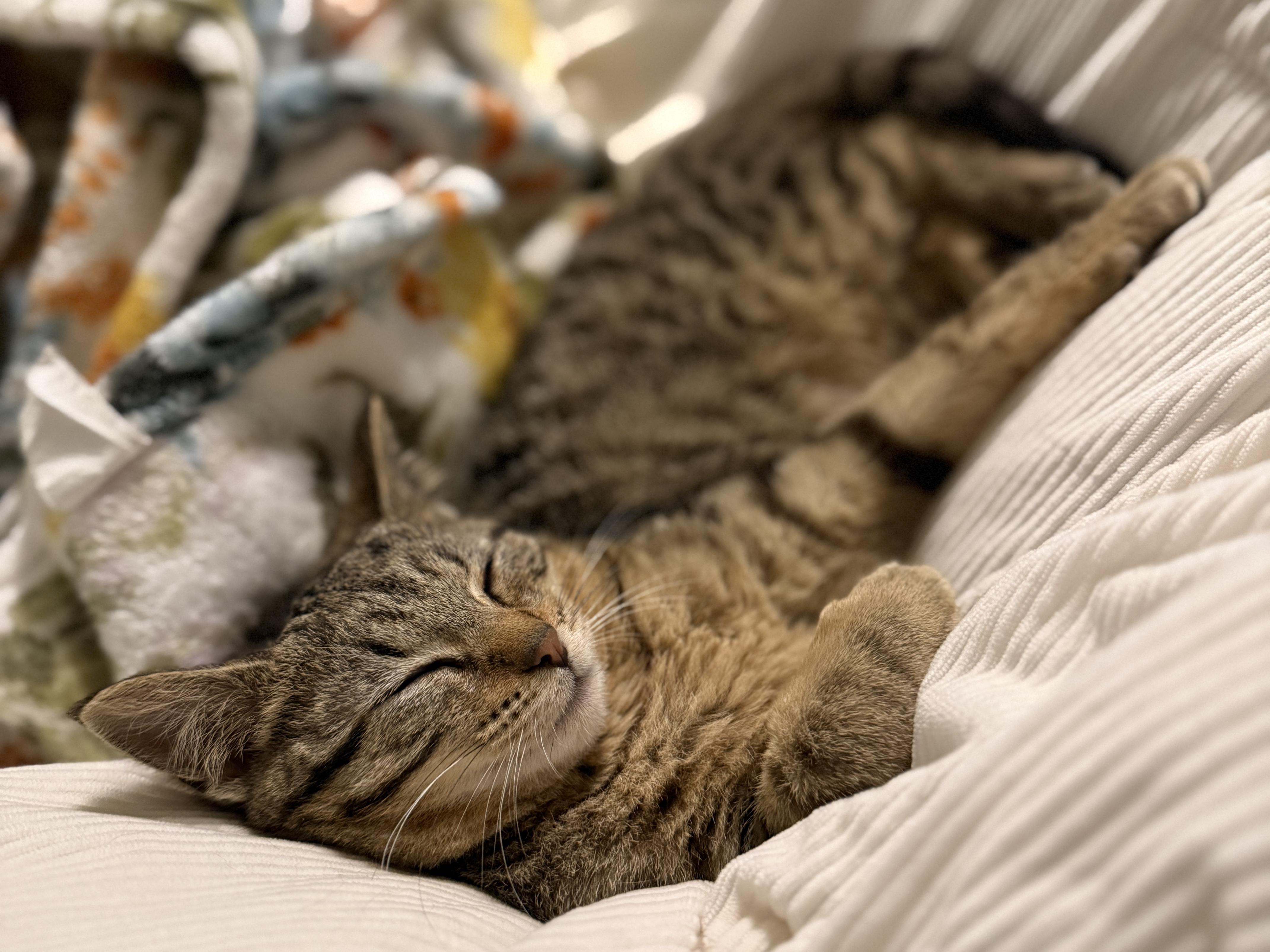 Enlarge Elmer, a ADOPTABLE Domestic Short Hair in Wautoma, WI image 2/5