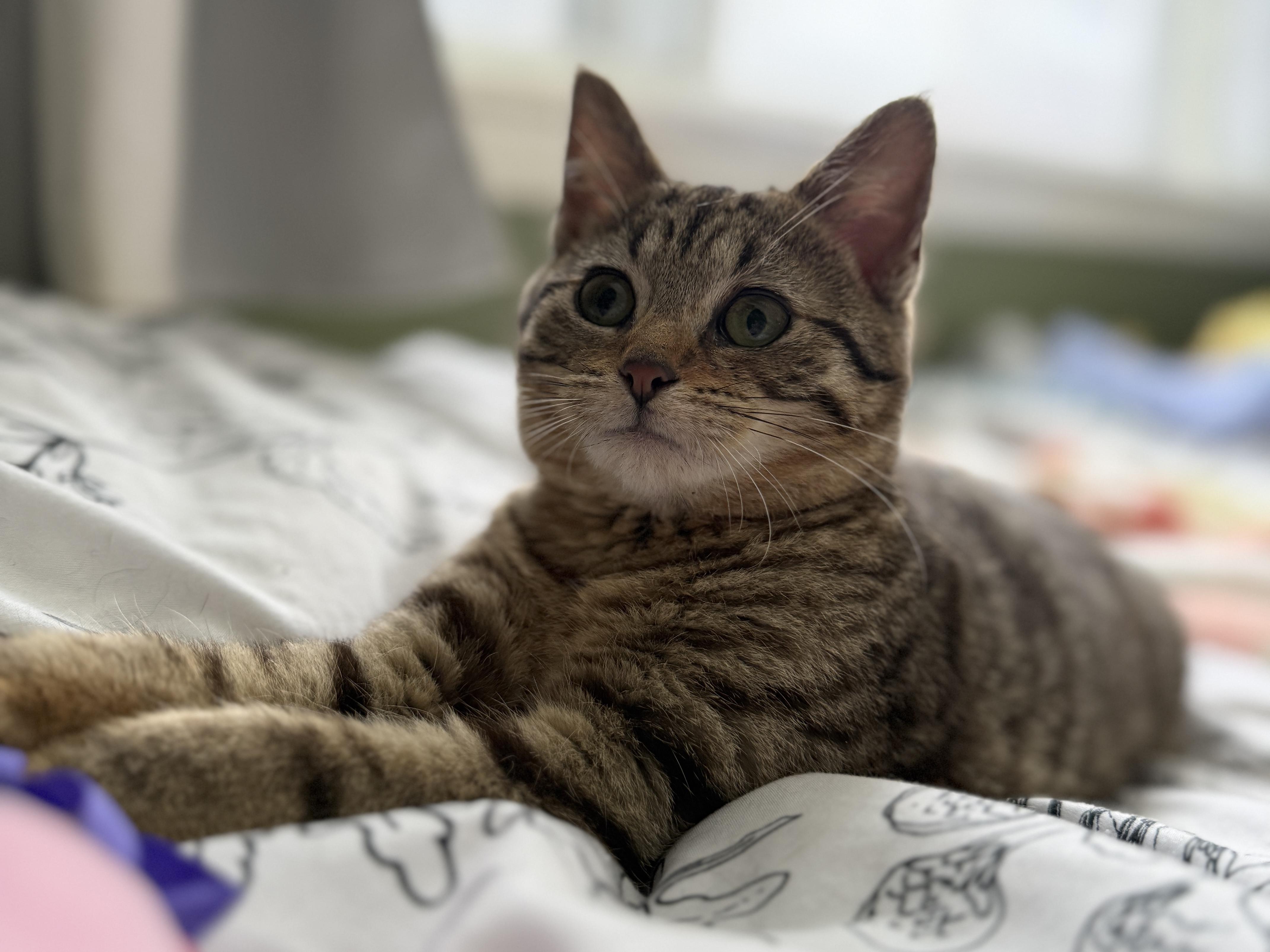 Enlarge Elmer, a ADOPTABLE Domestic Short Hair in Wautoma, WI image 3/5