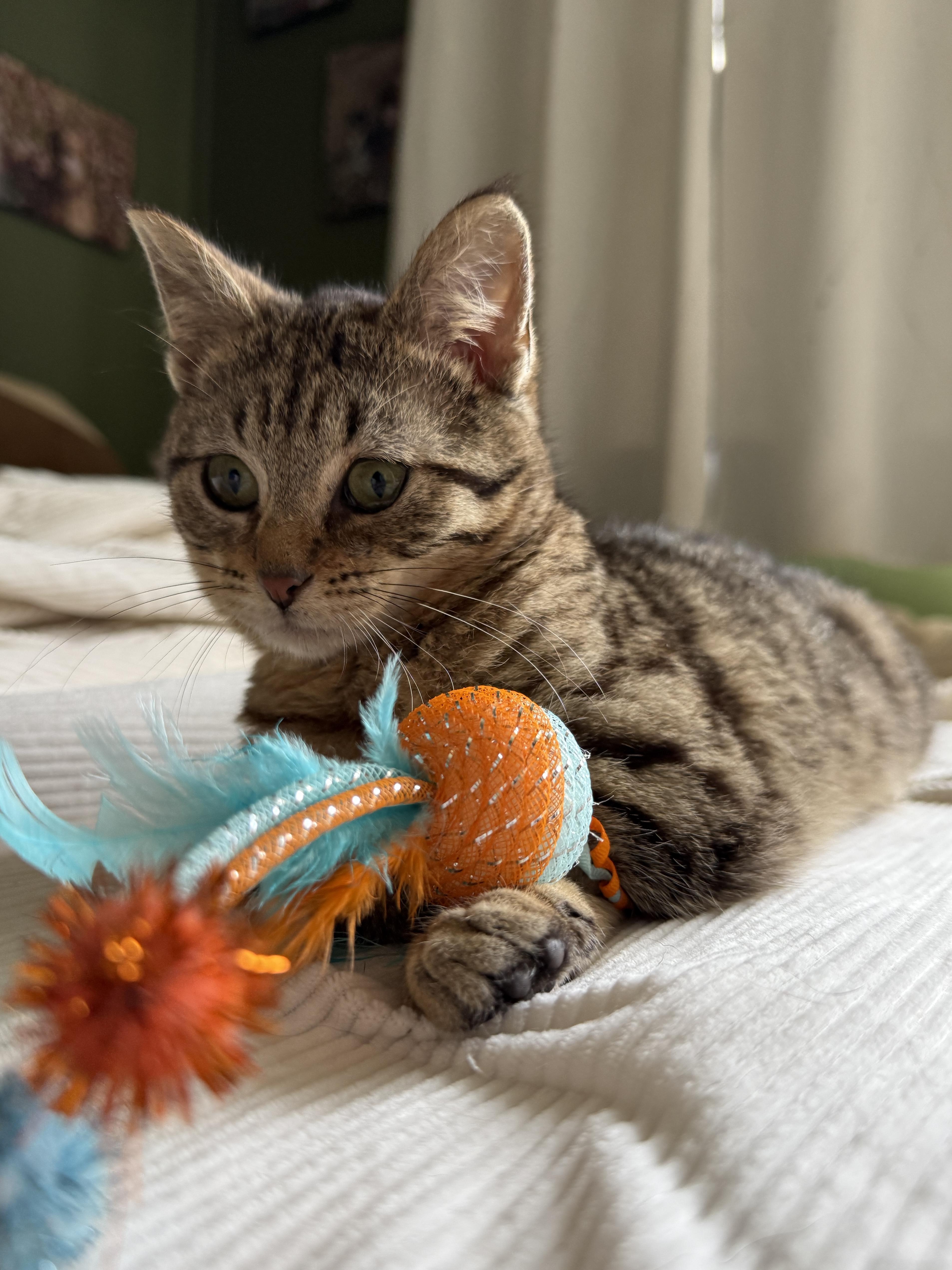 Enlarge Elmer, a ADOPTABLE Domestic Short Hair in Wautoma, WI image 1/5