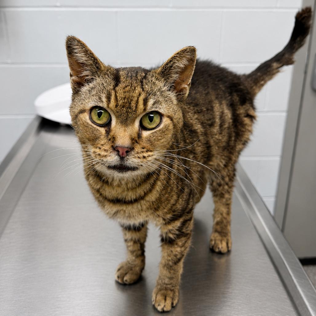 Grandpa Joe, Adoptable, Senior Male Domestic Short Hair.