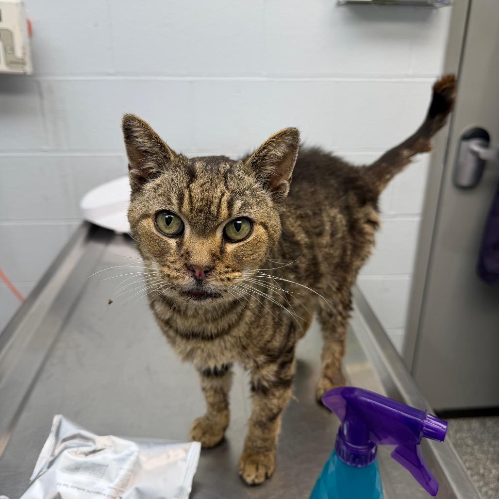 Grandpa Joe, Adoptable, Senior Male Domestic Short Hair.