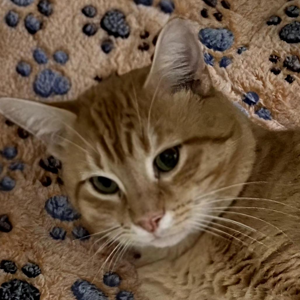 Frankie — thumbnail 3