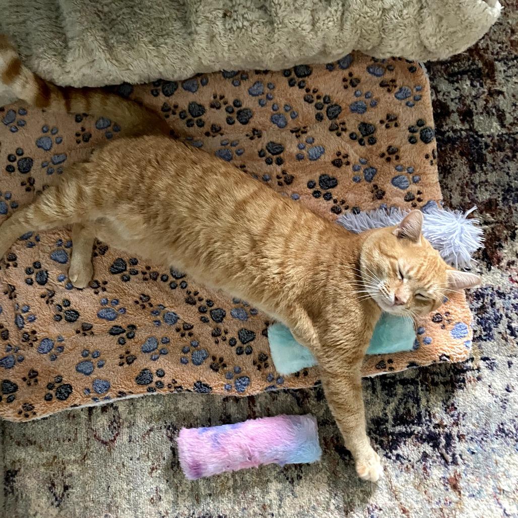 Frankie — thumbnail 4