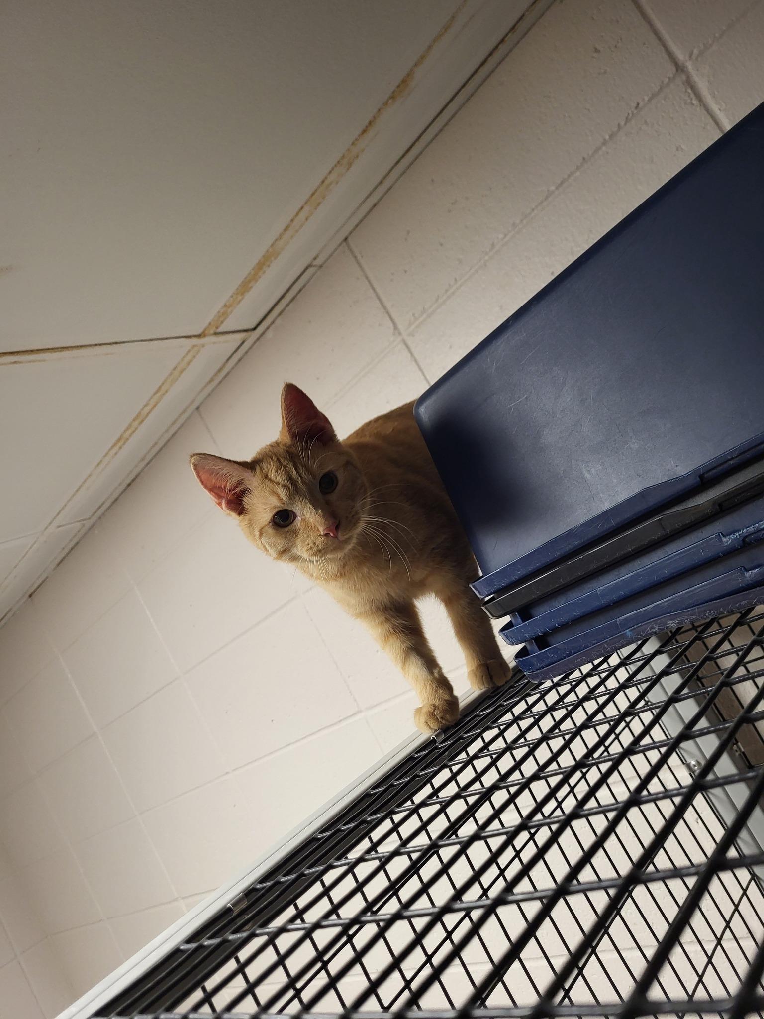 Enlarge Upton, a Adoptable Domestic Short Hair in Chilton, WI image 1/5