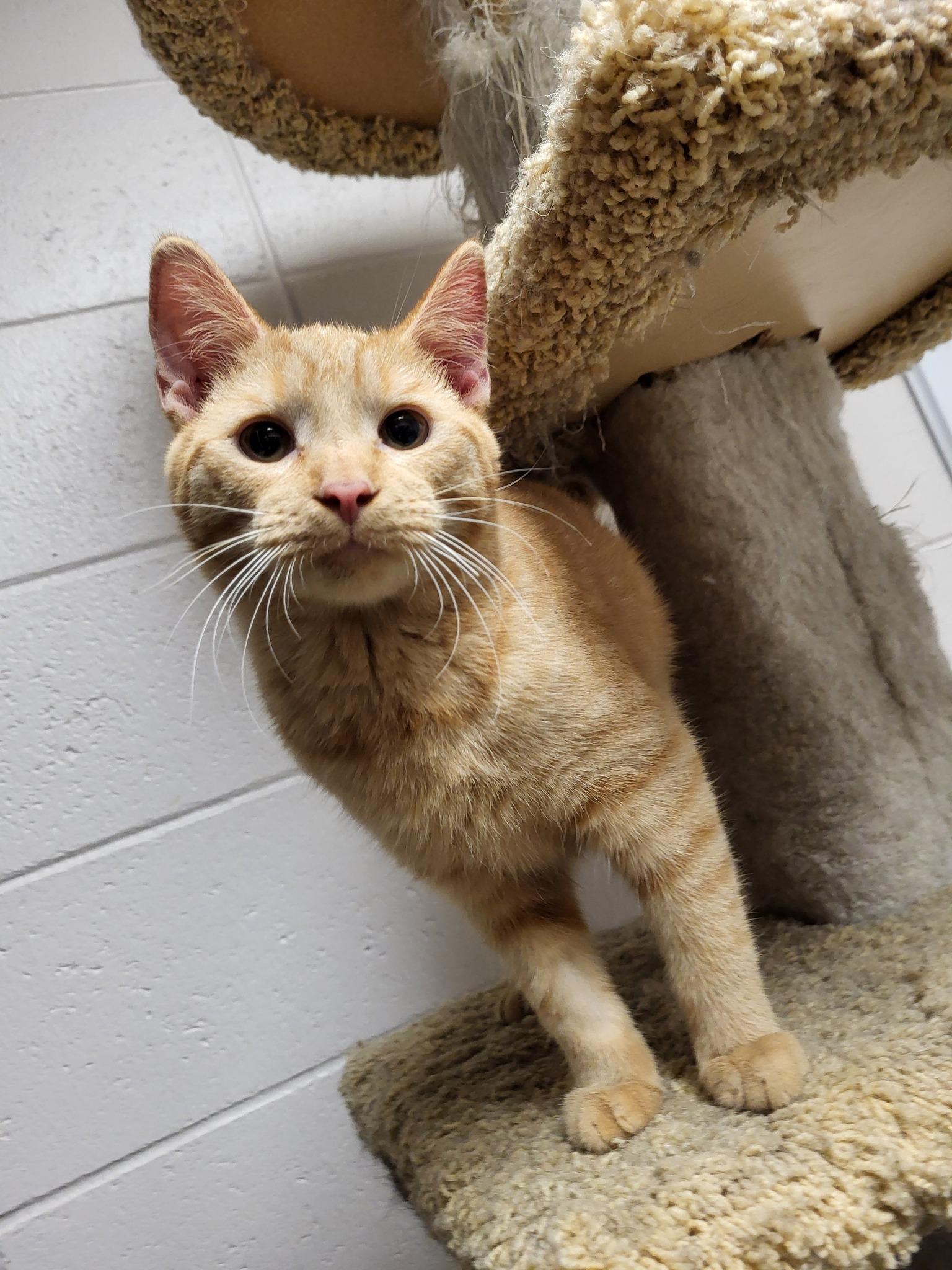 Enlarge Upton, a Adoptable Domestic Short Hair in Chilton, WI image 2/5