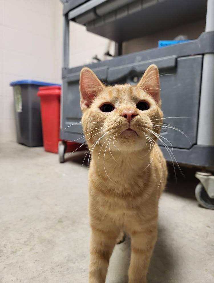 Enlarge Upton, a Adoptable Domestic Short Hair in Chilton, WI image 4/5