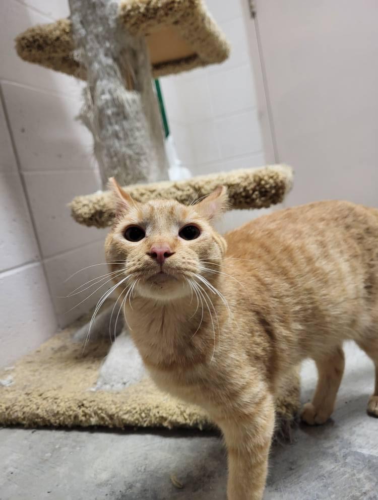 Enlarge Upton, a Adoptable Domestic Short Hair in Chilton, WI image 5/5