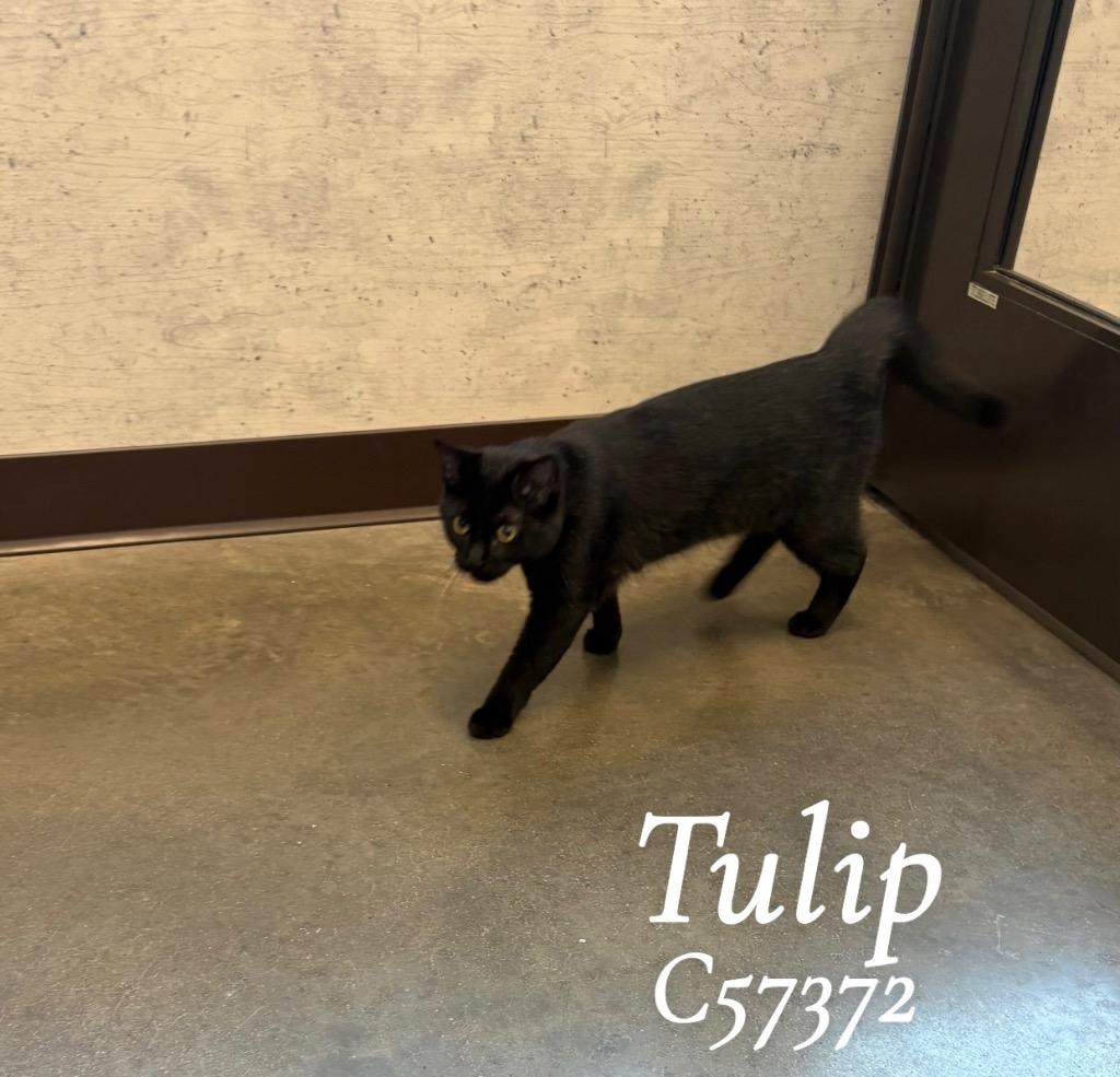 Tulip, Adoptable, Kitten Female Domestic Short Hair.