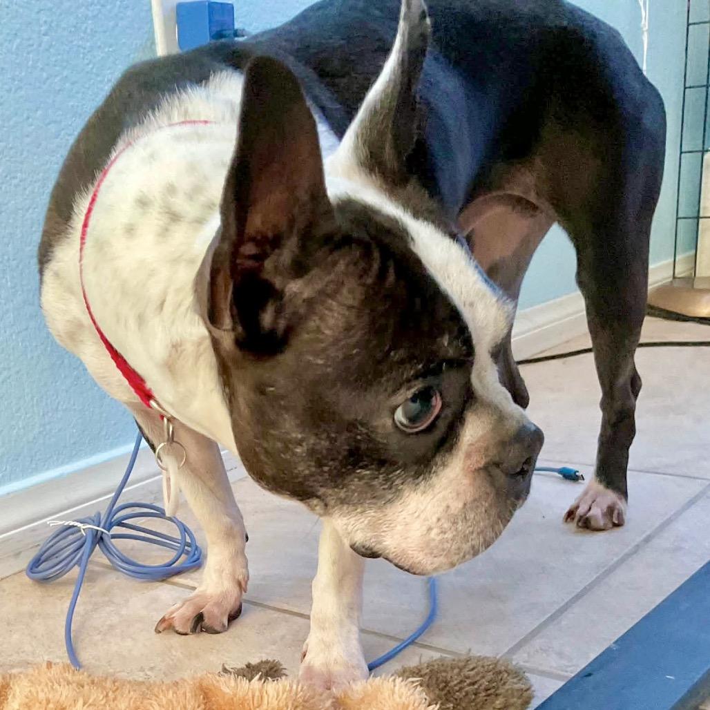 Gizmo*, Adoptable, Adult Female Boston Terrier.