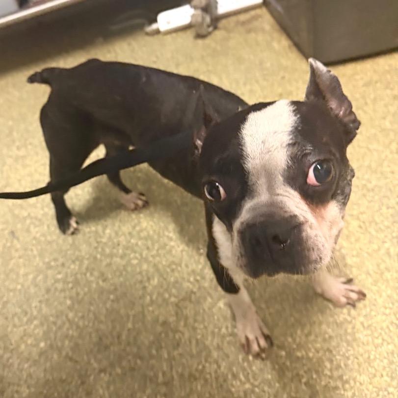 Enlarge Gizmo*, a Adoptable Boston Terrier in San Gabriel, CA image 2/2