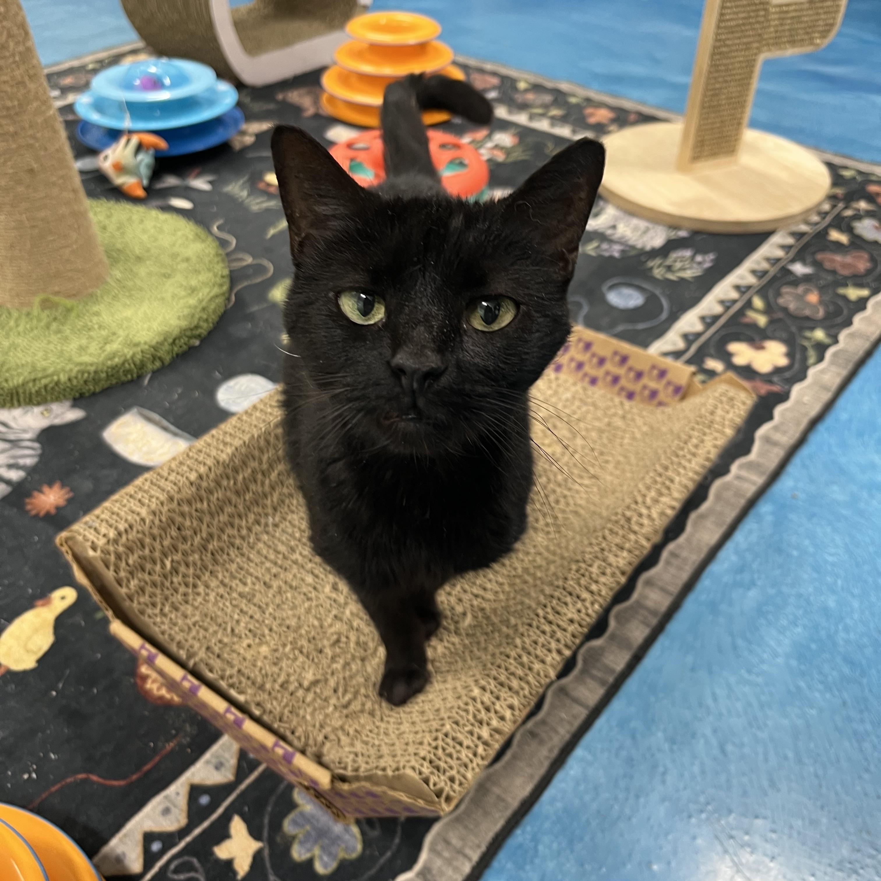 Midnight, Adopted, Senior Female Tabby.