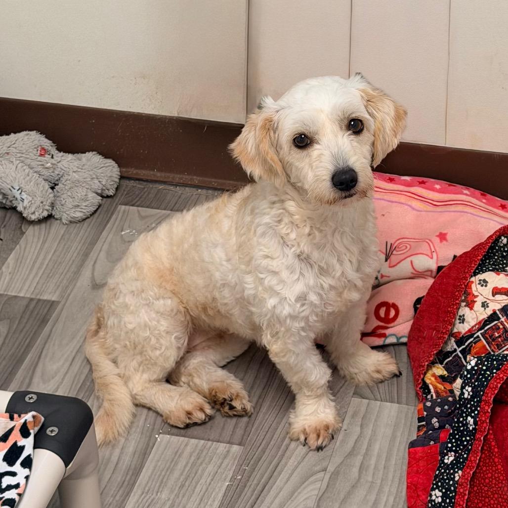 Enlarge NORDI, a Adoptable mixed breed in Graham, WA image 2/6