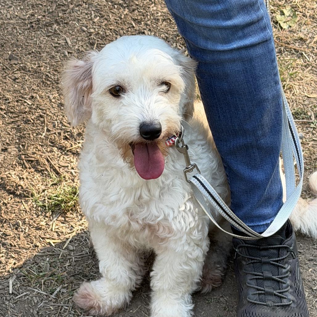 NORDI, Adoptable, Adult Female Poodle & Terrier.