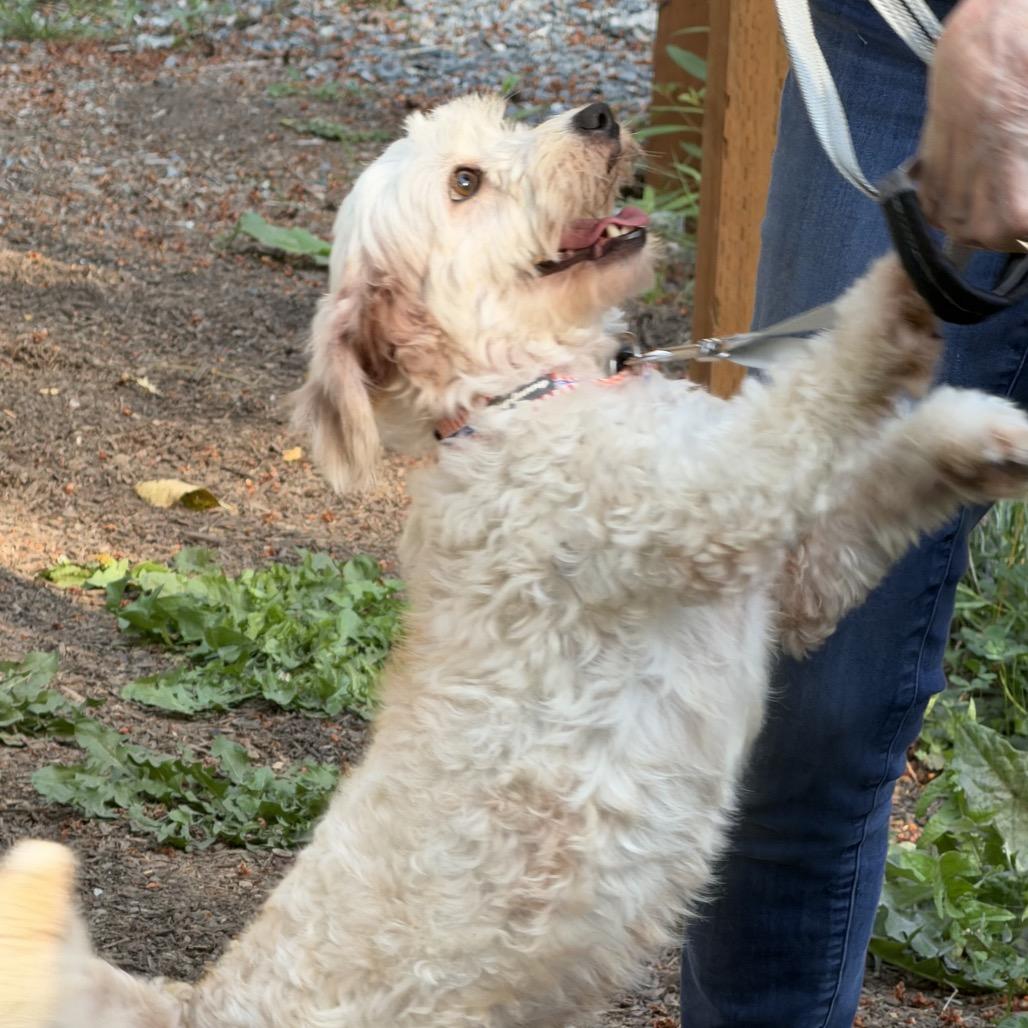 Enlarge NORDI, a Adoptable mixed breed in Graham, WA image 6/6