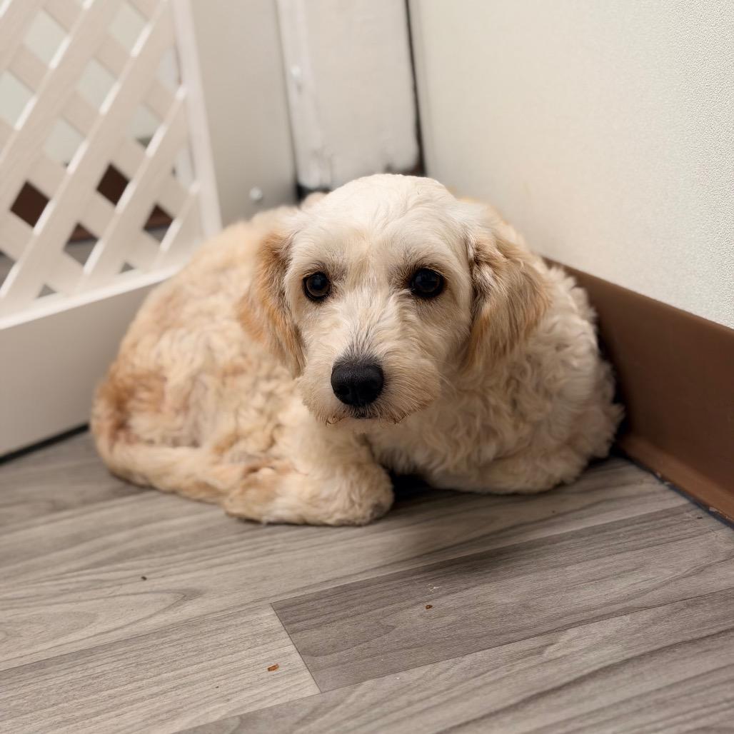 Enlarge NORDI, a Adoptable mixed breed in Graham, WA image 3/6